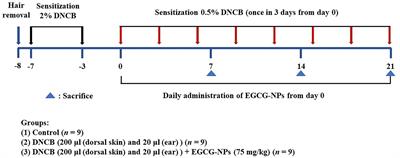 Ameliorative effects of epigallocatechin-3-gallate nanoparticles on 2,4-dinitrochlorobenzene induced atopic dermatitis: A potential mechanism of inflammation-related necroptosis